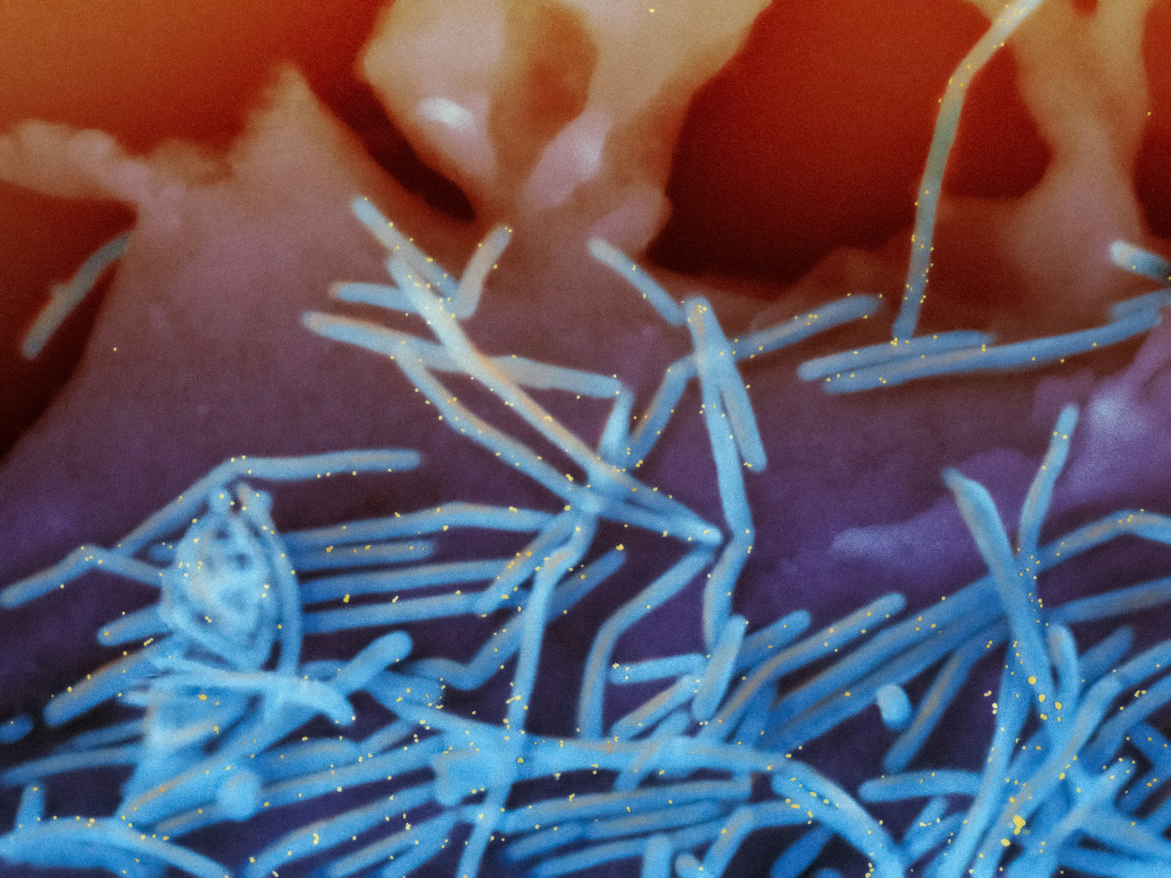 Respiratory Panel: Flu A, Flu B, RSV Detection Assay